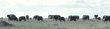 African elephant herd