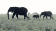 mother, baby, and juvenile African elephants