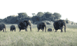 African elephant group Tanzania (East Africa)