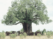 African elephants under baobob tree