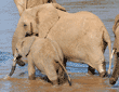 adult and young African elephants crossing river