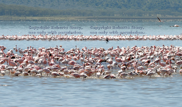 flamingos standing in lake