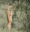 gerenuk standing on back legs while eating