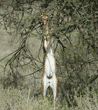 gerenuk standing on back legs while eating
