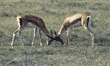 Grant's gazelles playing