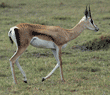 Grant's gazelle walking