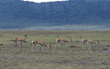 Grant's gazelles Tanzania (East Africa)