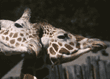 reticulated giraffes