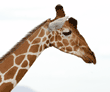 reticulated giraffe