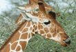 reticulated giraffes