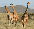three reticulated giraffes