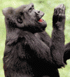 western lowland gorilla