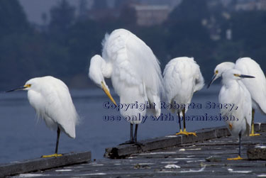 great egret & snowy egrets