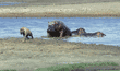 mother hippopotamuses chasing spotted hyena away from her babies