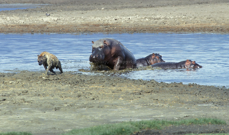mother hippopotamuses chasing spotted hyena away from her babies