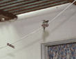 Anna's hummingbird on nest