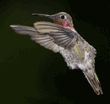 Anna's hummingbird, male