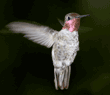 Anna's hummingbird, male