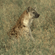spotted hyena Tanzania (East Africa)