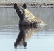 spotted hyena sitting in water