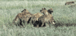 spotted hyenas eating Tanzania (East Africa)