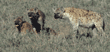 three spotted hyenas Tanzania (East Africa)