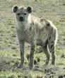 spotted hyena