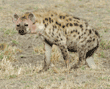 spotted hyena