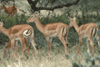 female impalas Tanzania (East Africa)