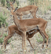 baby impala nursing