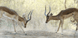 impalas playing