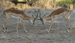two impalas play-fighting