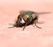 green bottle fly resting on a brick