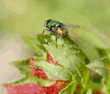 green bottle fly on a leaf