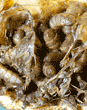 black soldier fly larvae on orange peel in compost bin