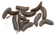 black soldier fly larvae