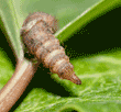 black soldier fly larva