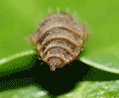 black soldier fly larva with mouth open