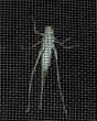 California katydid on window screen, viewed from inside of house