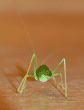 rear view of California katydid
