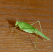 side view of California katydid