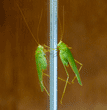 California katydid on medicine cabinet mirrors