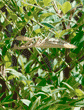 praying mantid (praying mantis) hanging horizontally from nandina plant