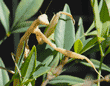 praying mantid (praying mantis) reaching out on heavenly bamboo plant
