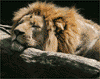 African lion, male