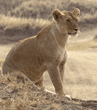 African lion female in Tanzania