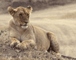 African lion female in Tanzania