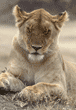 African lion female in Tanzania