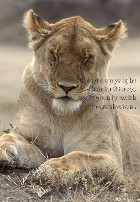 African lion, female Tanzania (East Africa)