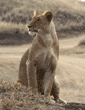 African lion female in Tanzania